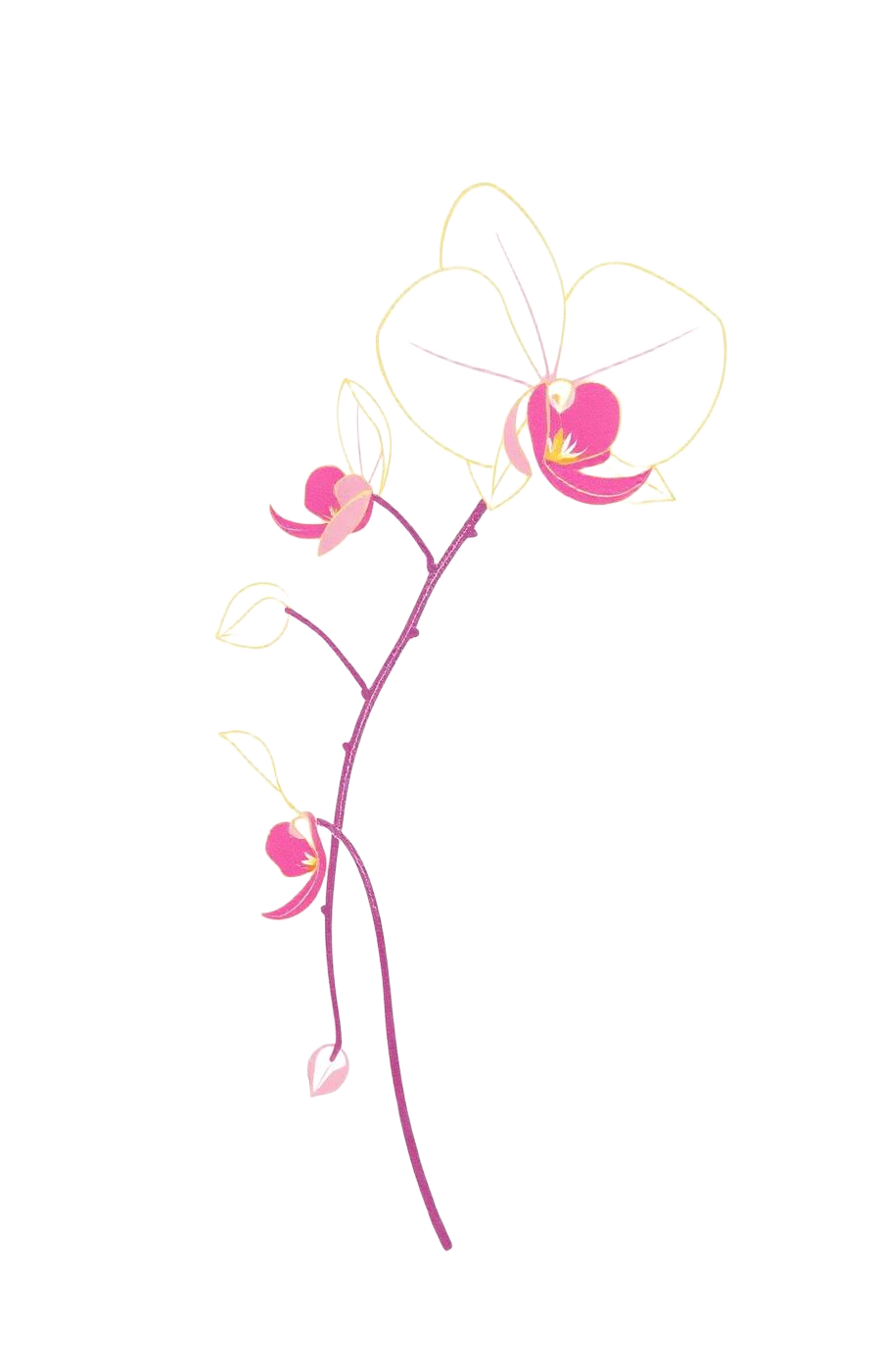 Kresba orchideje
